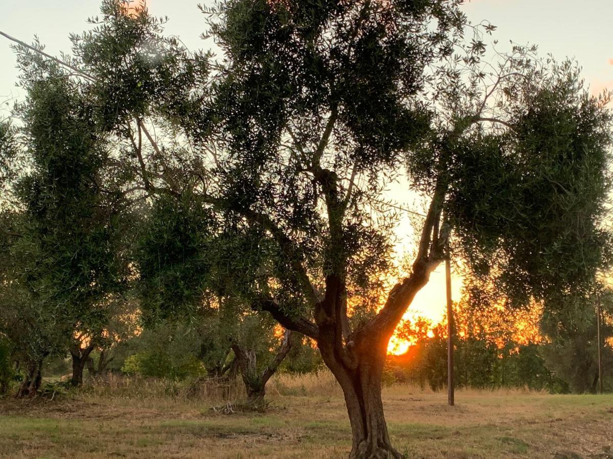 Casale degli Ulivi Maccarese Villa Le Cerquete Esterno foto